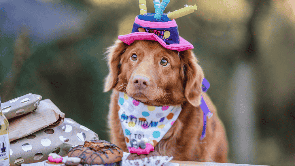 Gros plan d'un chien retriever portant un chapeau et un bandana d'anniversaire, assis devant un gâteau et des cadeaux.